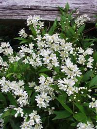 deutzia.jpg