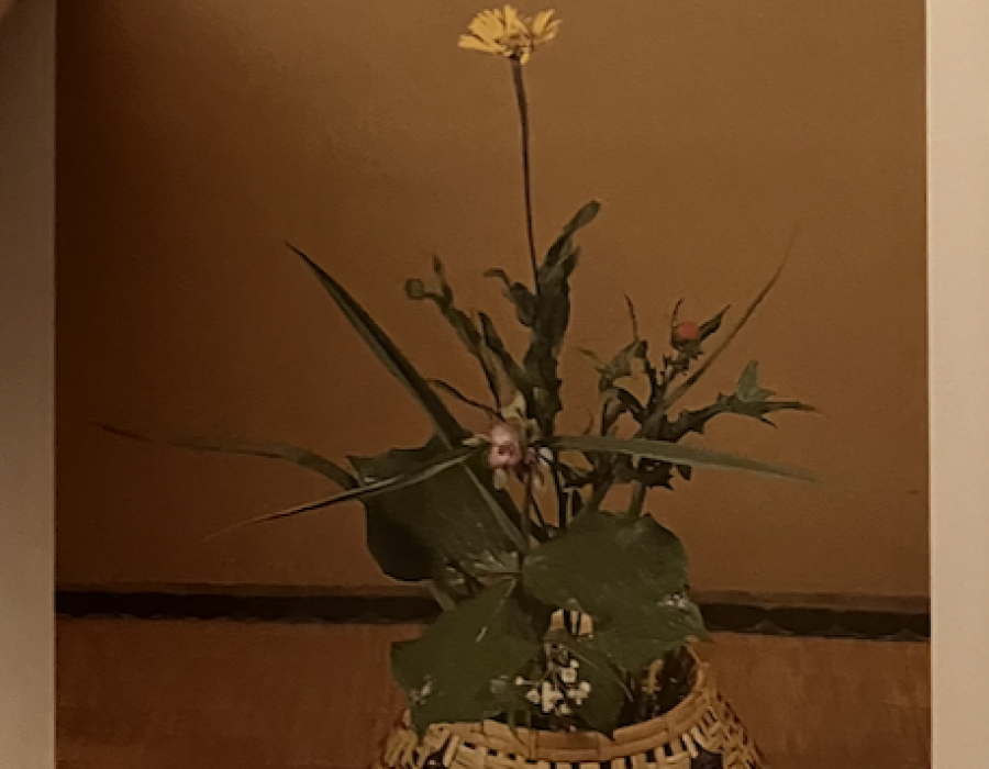 maychrysanthemum.png